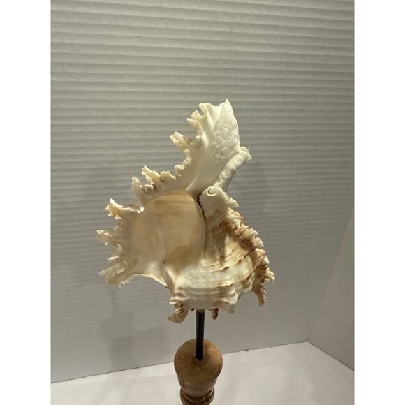 Conch Shell Set on Pedestal, coastal décor, beach accents, Sea Shore/Nautical - Picture 4 of 9